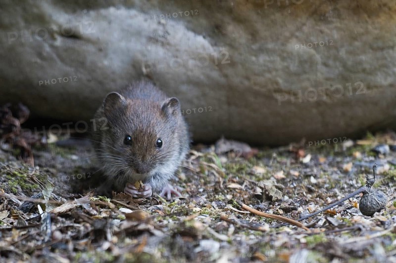 Bank vole