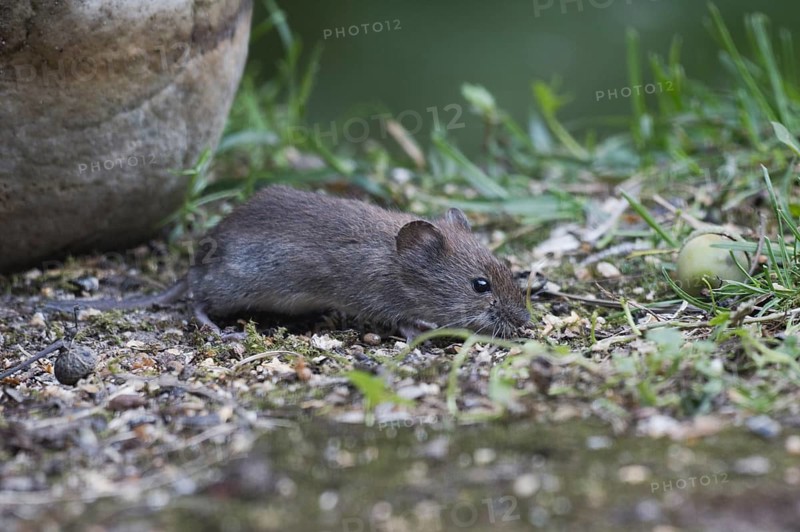 Bank vole