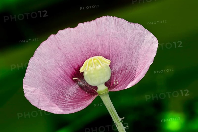 Oriental poppy
