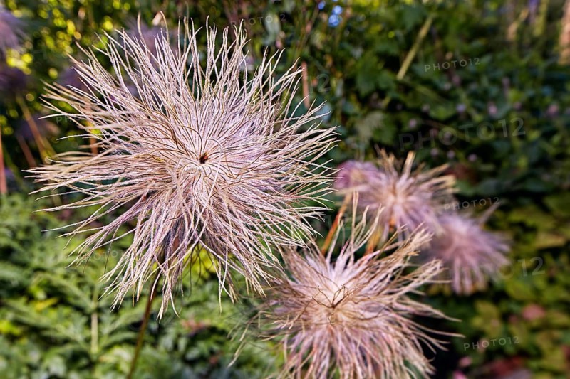Pasque flower