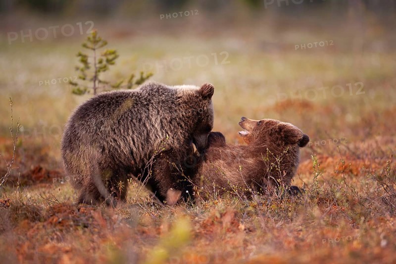 European brown bear