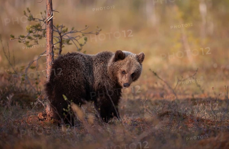 European brown bear