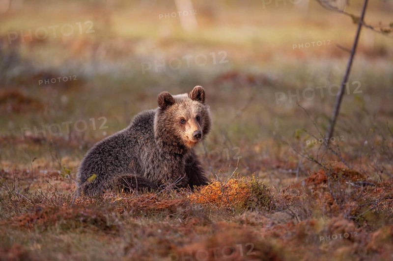 European brown bear