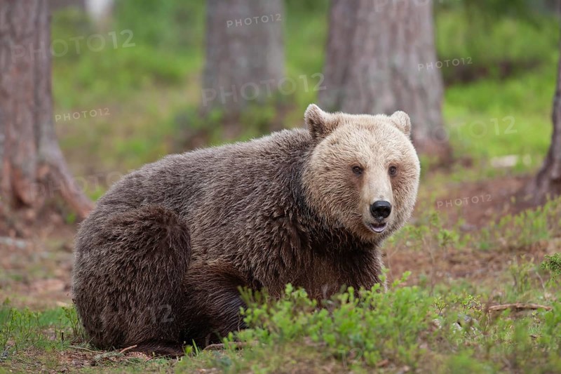 European brown bear