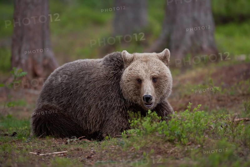 European brown bear