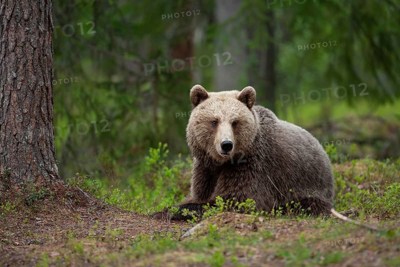 European brown bear
