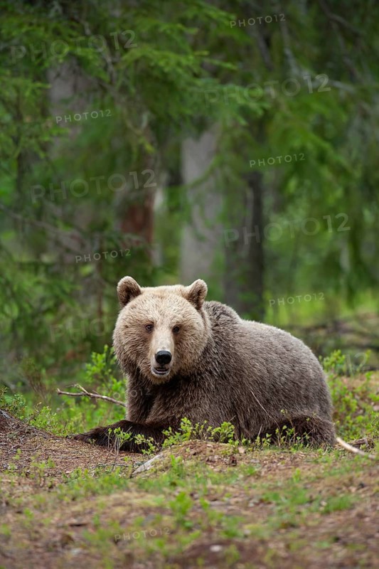 European brown bear