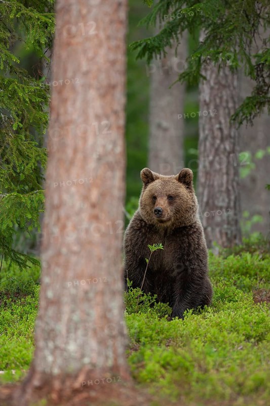 European brown bear