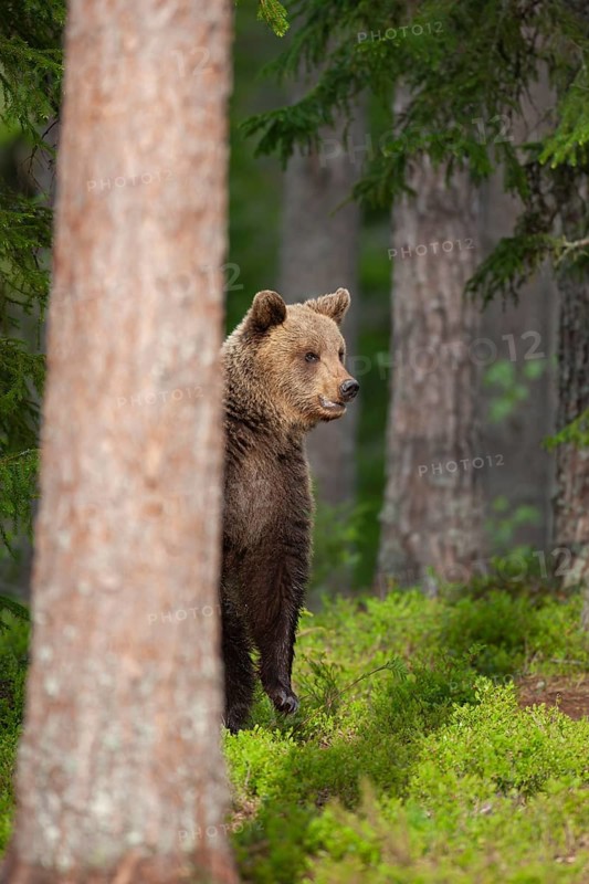 European brown bear