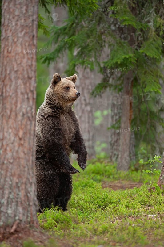 European brown bear