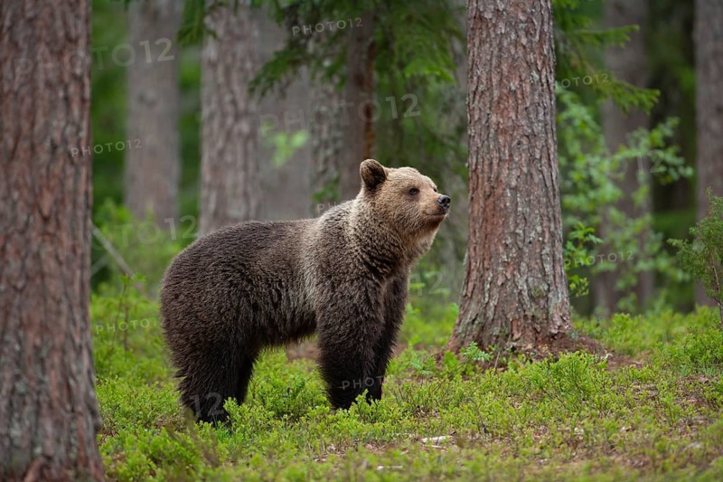 European brown bear