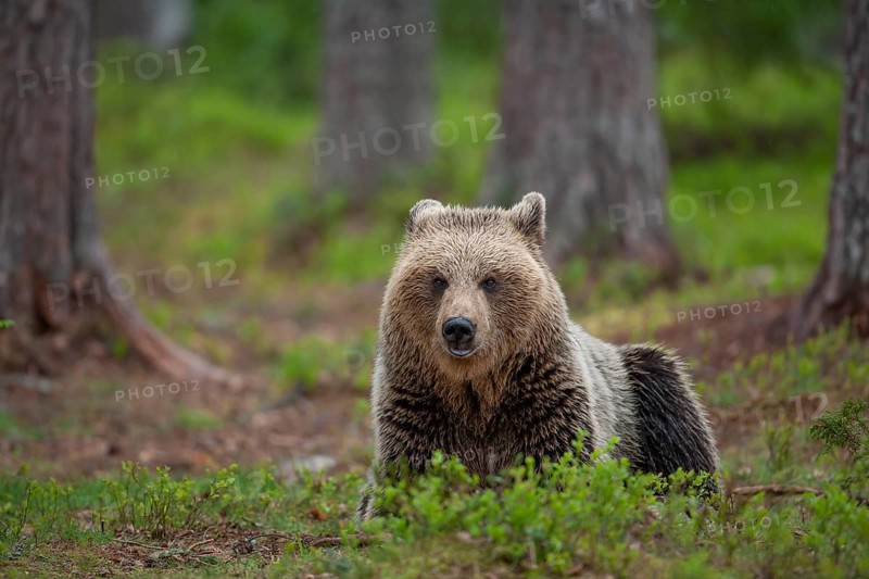 European brown bear
