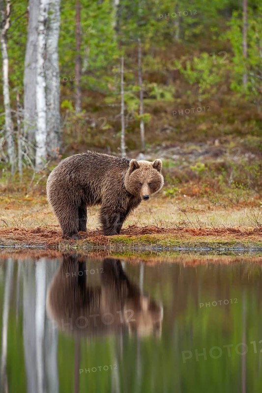 European brown bear