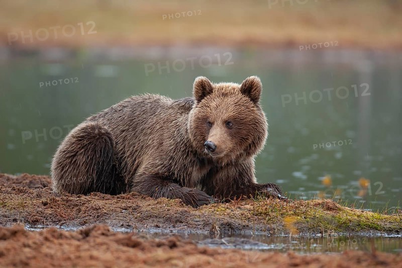 European brown bear