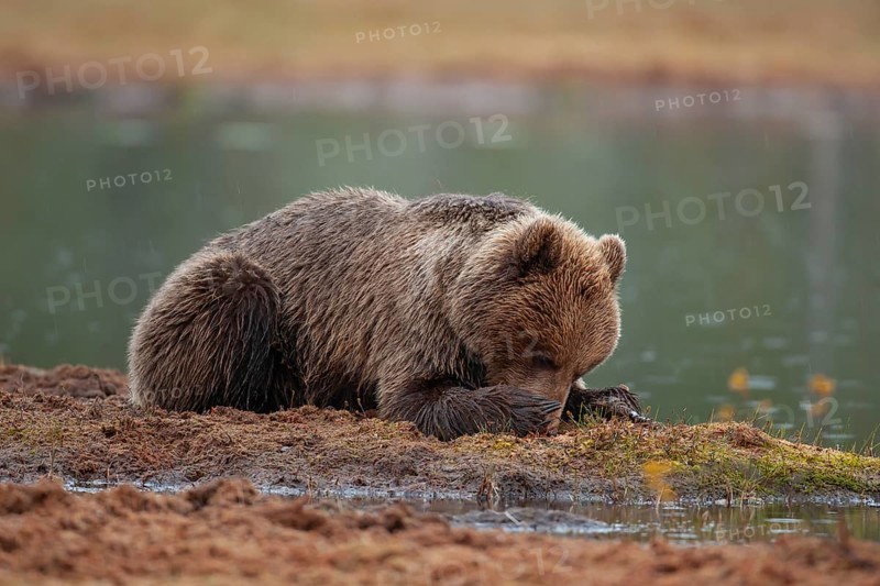 European brown bear