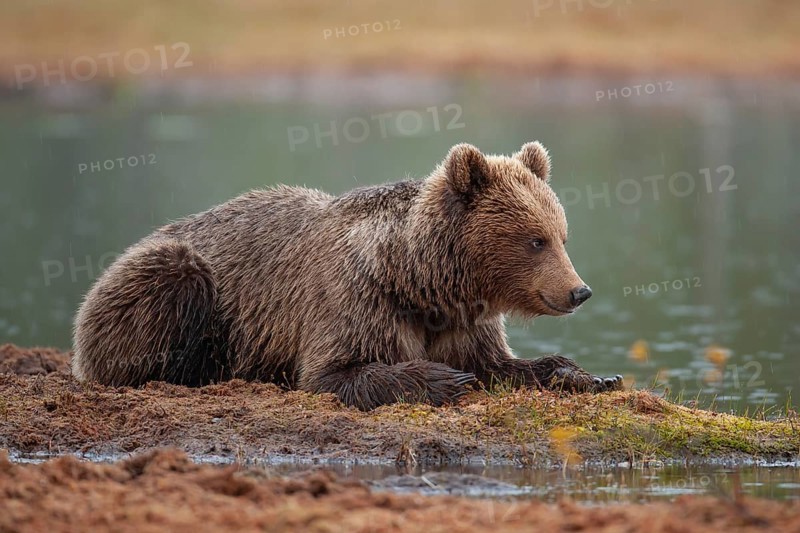 European brown bear