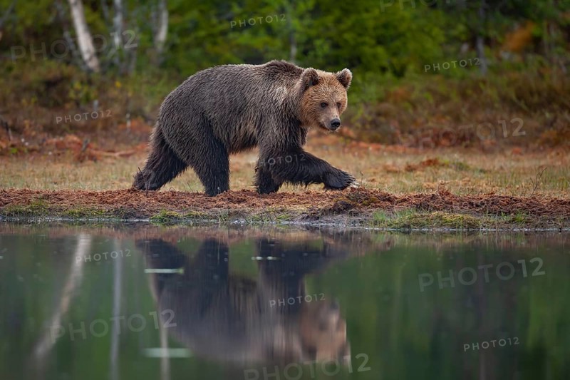 European brown bear