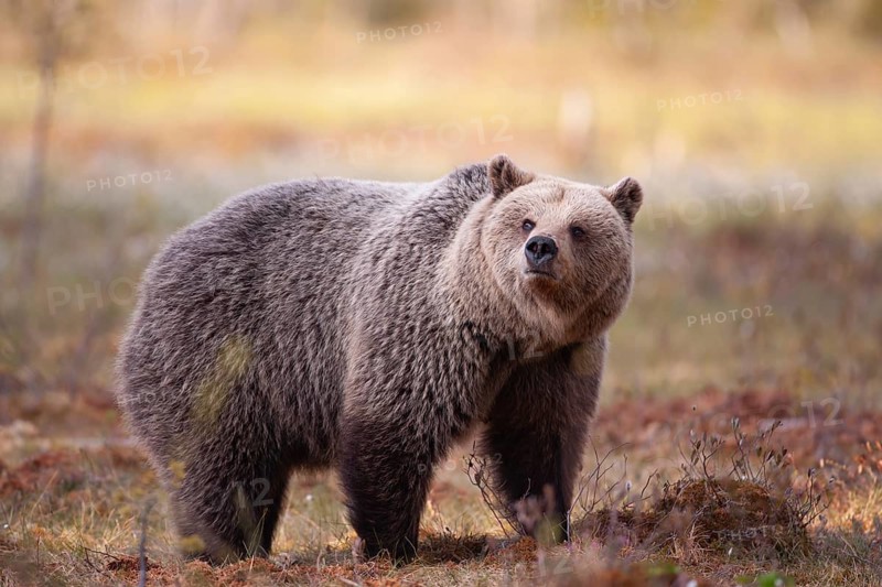 European brown bear