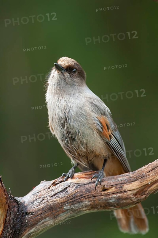 Siberian jay