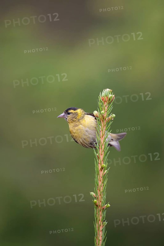 Siskin