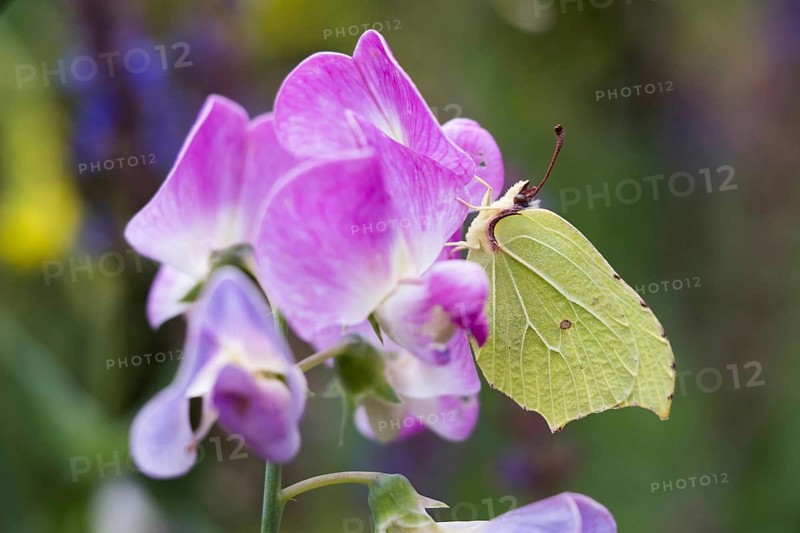 Brimstone