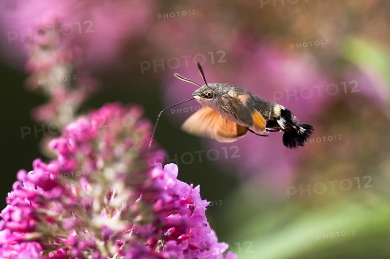 Hummingbird hawk-moth