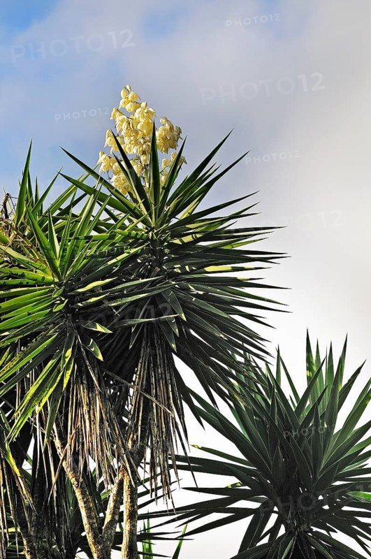 Flowering spanish bayonet