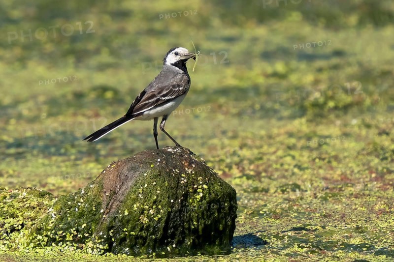 White wagtail