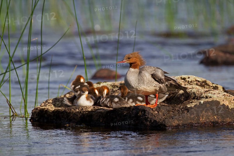 Common merganser