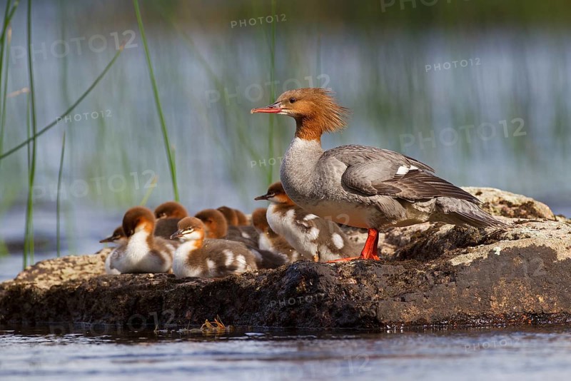 Common merganser