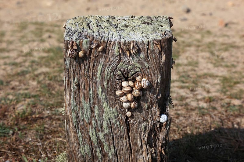 Tree stump with snails