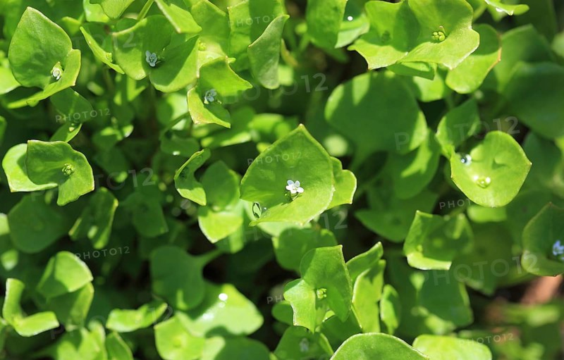 Purslane