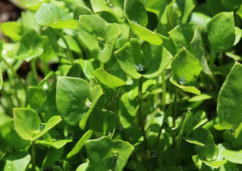 Purslane