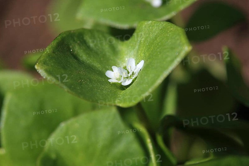 Purslane