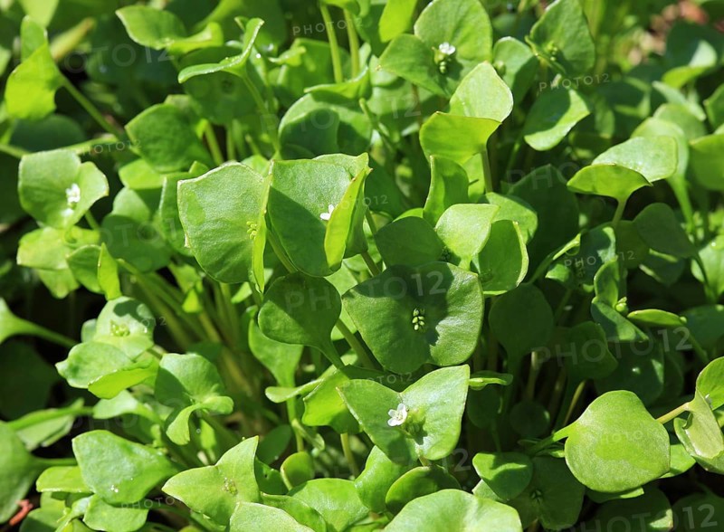 Purslane