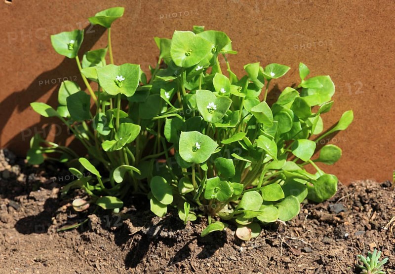 Purslane