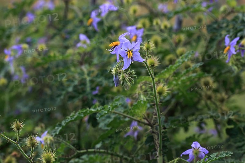 Melon leaf nightshade