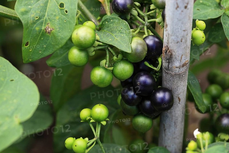 Cultivated nightshade