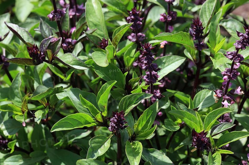 Thai basil