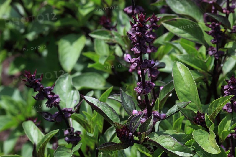 Thai basil