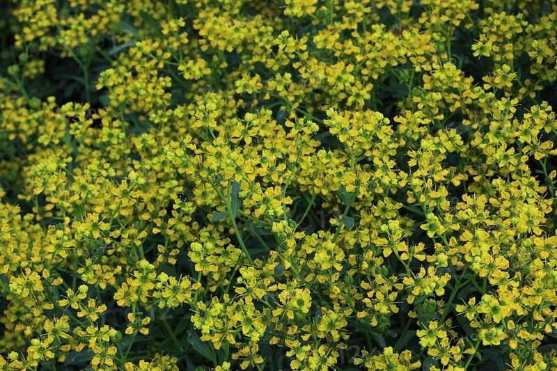 Common rue