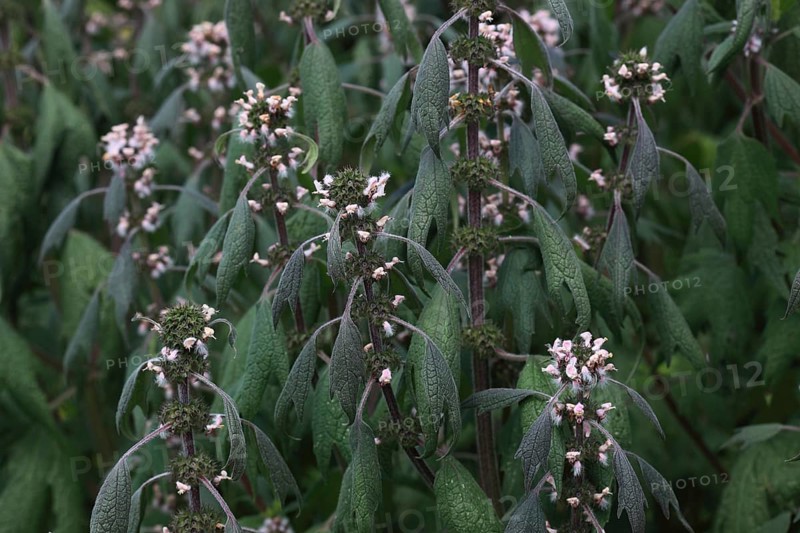 Motherwort