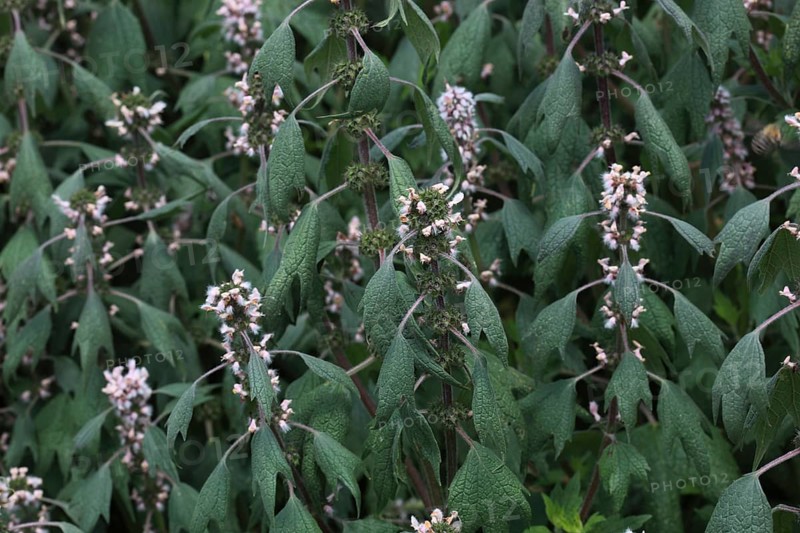 Motherwort