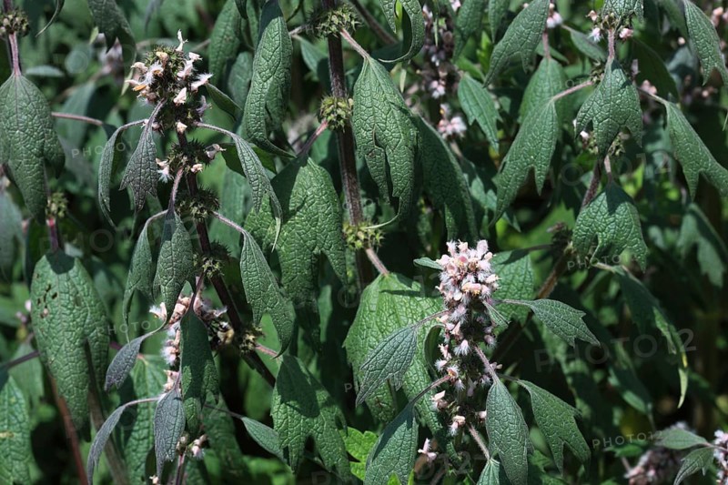 Motherwort