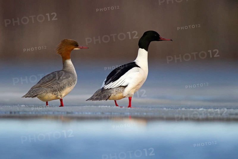 Common merganser