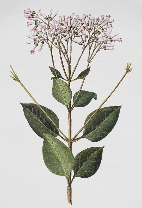 Red cinchona tree