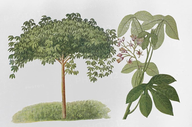 Natural rubber