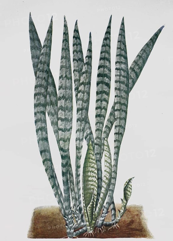 Sansevieria