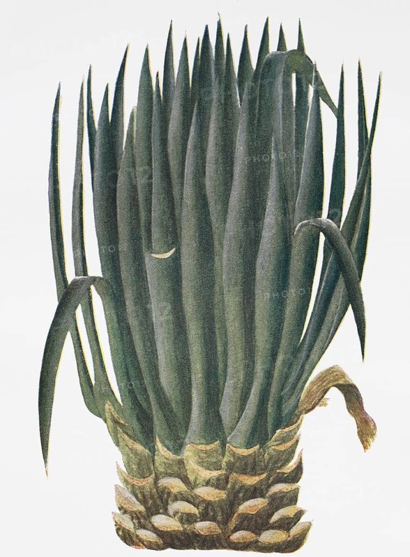 Sisal
