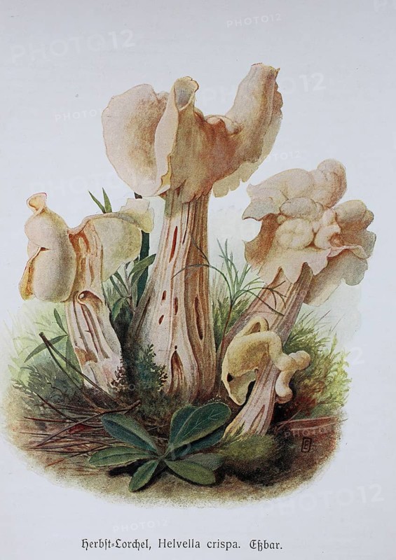 Mushroom